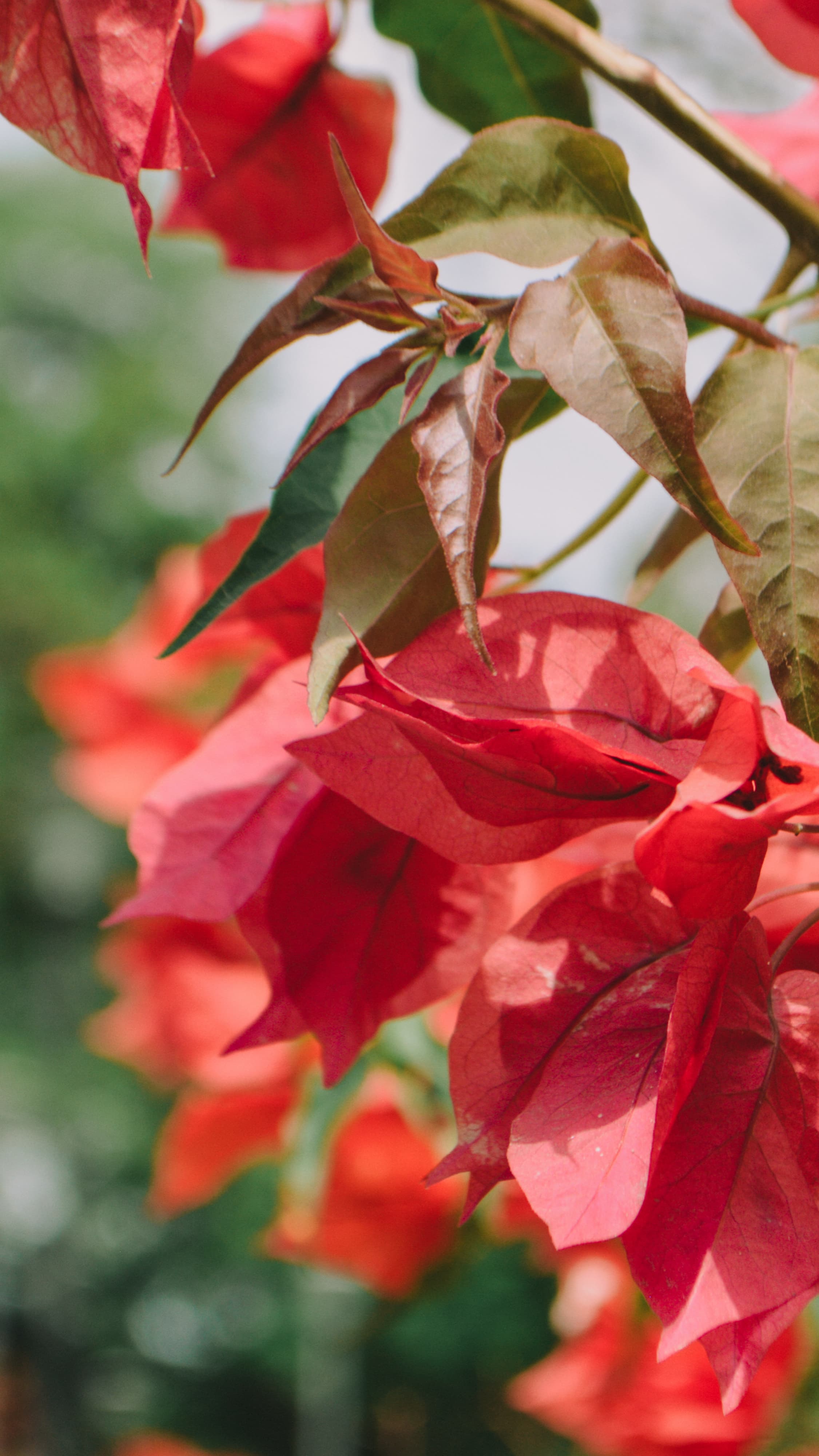 Rotondazo 04